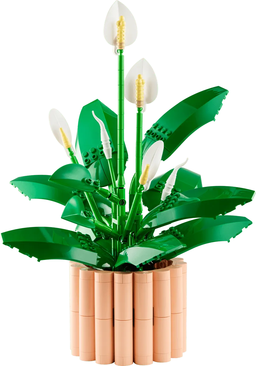 Peace Lily (11504) Peace Lily (11504)