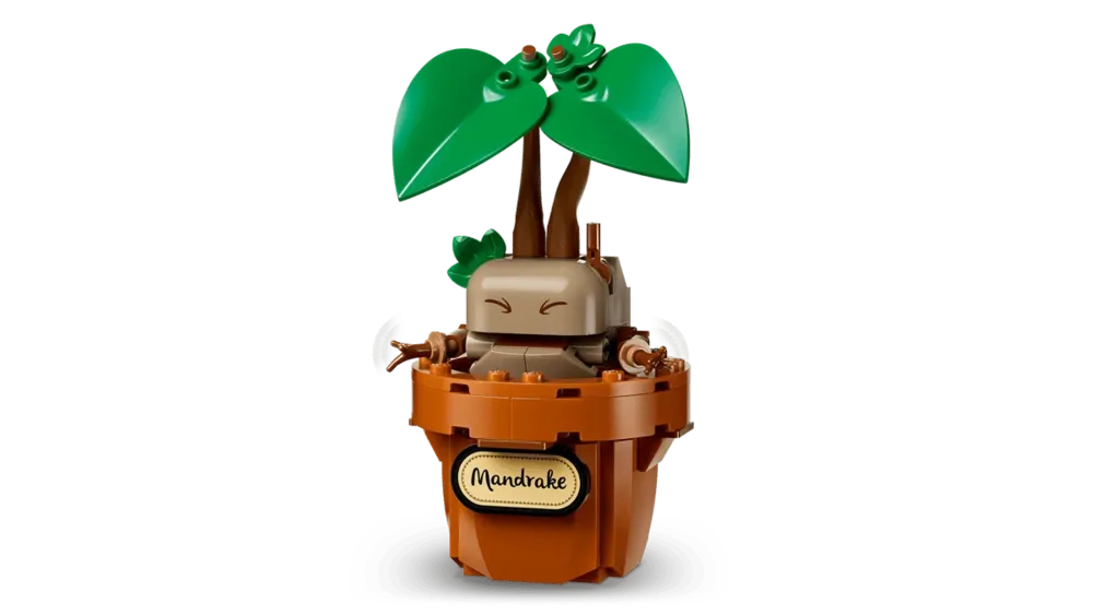Mandrake close-up.