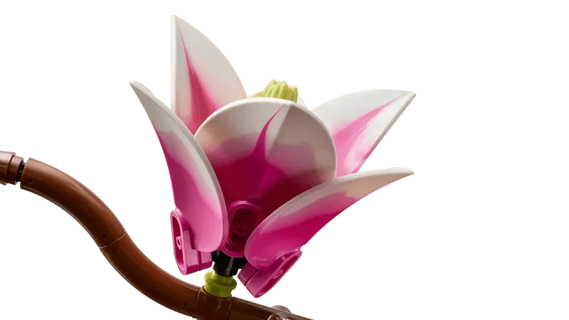 Magnolia flower close-up.
