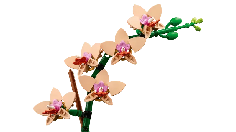 Orchid flower close-up.