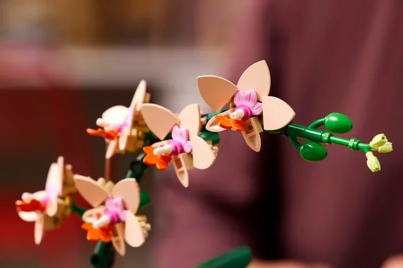 Detailed orchid blooms.