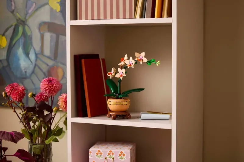 Orchid on display shelf.