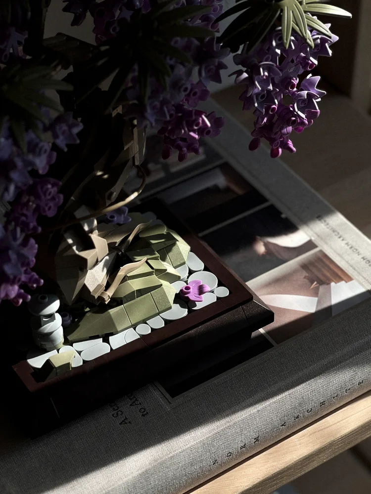 NifeliZ NF10372 Wisteria Bonsai Tree - Photographed by Sandro Weber 