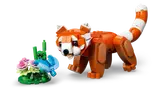 Red Panda sniffing a butterfly.