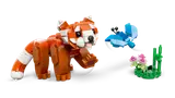 Red Panda chasing butterfly.