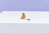 LEGO bird and nest on white background.