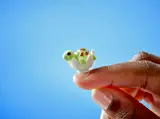 Close-up of a small LEGO baby turtle in an egg.