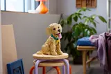 Puppy model on a stool.