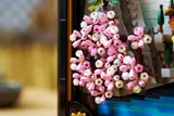 Close-up of cherry blossoms