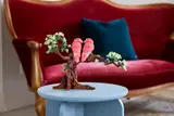 Love Birds in living room.