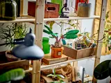 Mandrake on display shelf
