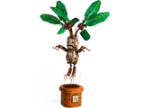 Mandrake pulled from pot