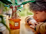 Child examining Mandrake