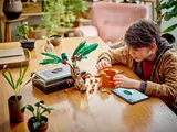 Child building Mandrake