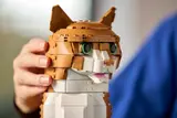 Orange Cat image 11