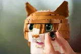 Orange Cat image 12