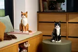 Orange Cat image 14