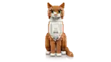 Orange Cat image 3