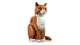 Orange Cat image 6