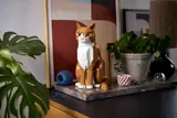 Orange Cat image 9