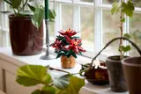 Poinsettia image 3