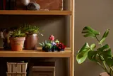 Succulents image 3