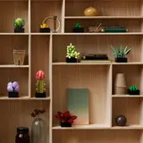 Succulents image 4