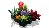 Succulents image 5