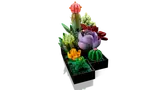 Succulents image 6