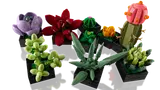 Succulents image 7