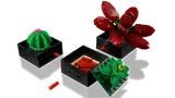 Succulents image 8