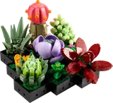 Succulents image 1