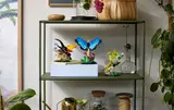 The Insect Collection image 9